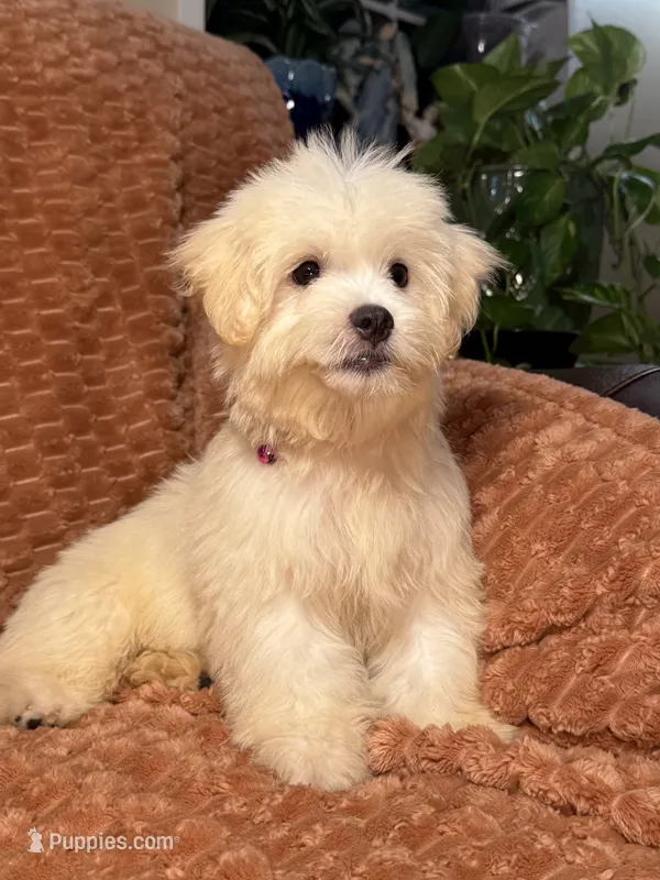 Echo – Maltipoo, Maltese puppy for sale in Bryan, TX