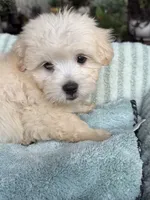 True, a male Maltipoo and Maltese for sale in Bryan, TX – 6 of 6