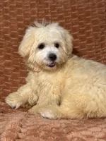 Sunny, a male Maltipoo and Maltese for sale in Bryan, TX – 2 of 6
