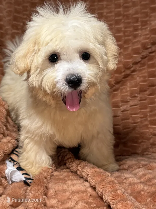 Sunny – Maltipoo, Maltese puppy for sale in Bryan, TX