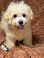Sunny, a male Maltipoo and Maltese for sale in Bryan, TX – 1 of 6