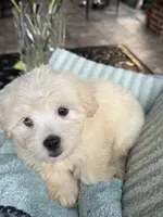 True, a male Maltipoo and Maltese for sale in Bryan, TX – 3 of 6