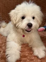Echo, a male Maltipoo and Maltese for sale in Bryan, TX – 3 of 5