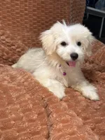 True, a male Maltipoo and Maltese for sale in Bryan, TX – 5 of 5