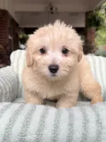 Echo, a male Maltipoo and Maltese for sale in Bryan, TX – 2 of 5
