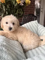 Echo, a male Maltipoo and Maltese for sale in Bryan, TX – 5 of 5