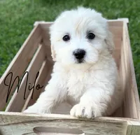 Milo, a male Maltipoo for sale in Bryan, TX – Photo 1 of 10
