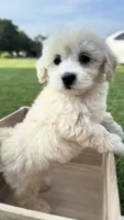 Milo, a male Maltipoo for sale in Bryan, TX – Photo 4 of 10