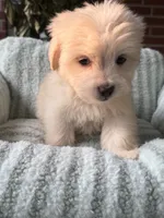 Reese, a male Maltipoo and Maltese for sale in Bryan, TX – 3 of 5