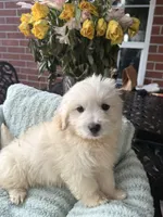 Sage, a female Maltipoo and Maltese for sale in Bryan, TX – 3 of 6