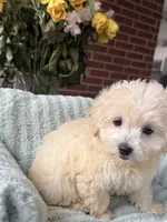 Rain, a female Maltipoo and Maltese for sale in Bryan, TX – 5 of 5