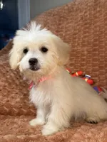Sage, a female Maltipoo and Maltese for sale in Bryan, TX – 3 of 6