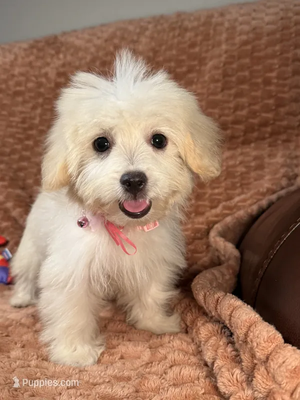 Sage – Maltipoo, Maltese puppy for sale in Bryan, TX