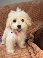 Sage, a female Maltipoo and Maltese for sale in Bryan, TX – 1 of 6