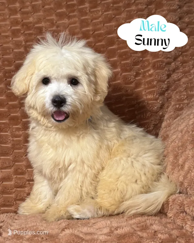 Sunny  – Maltipoo, Maltese puppy for sale in Bryan, TX