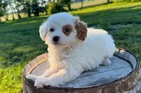 Mozzarella, a female Miniature Goldendoodle for sale in New Haven, IN – 3 of 3