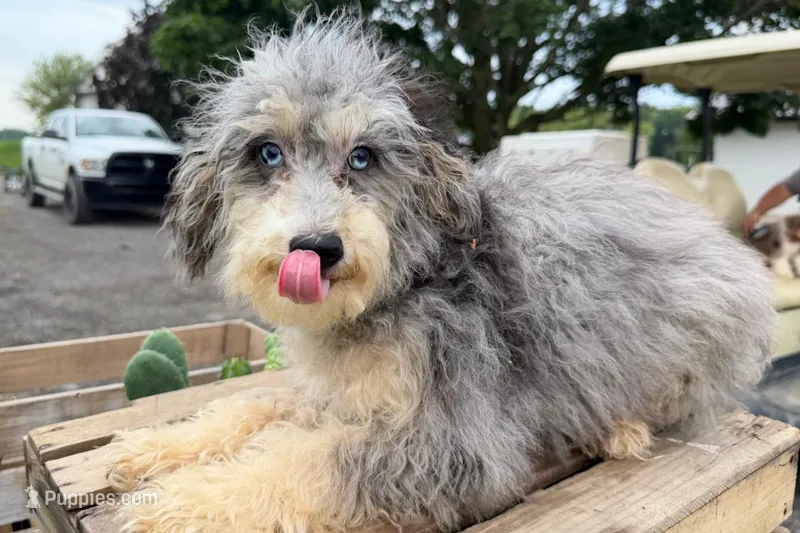 Cheddar – Miniature Bernedoodle puppy for sale in New Haven, IN