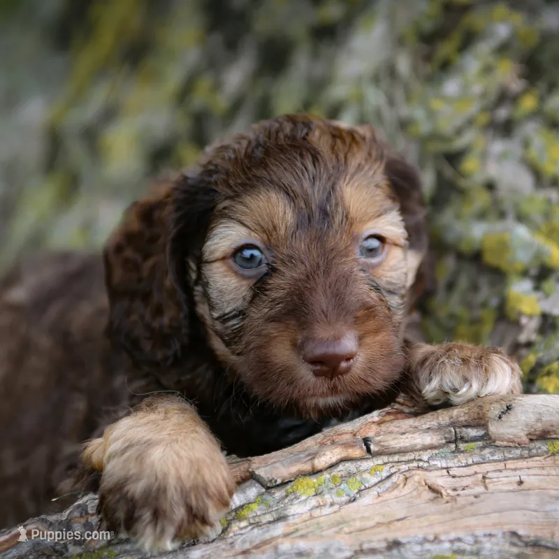 Cadbury – Miniature Goldendoodle puppy for sale in New Haven, IN