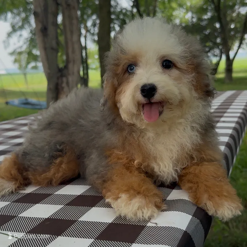 Charm – Miniature Bernedoodle puppy for sale in New Haven, IN