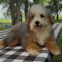 Charm, a female Miniature Bernedoodle for sale in New Haven, IN – 1 of 1