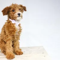 HALEY, a female Miniature Goldendoodle for sale in New Haven, IN – Photo 3 of 3