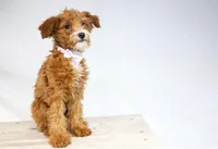 HALEY, a female Miniature Goldendoodle for sale in New Haven, IN – Photo 3 of 3