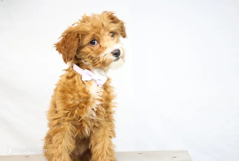 HALEY, a female Miniature Goldendoodle for sale in New Haven, IN – Photo 1 of 3