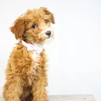 HALEY, a female Miniature Goldendoodle for sale in New Haven, IN – Photo 1 of 3