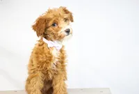 HALEY, a female Miniature Goldendoodle for sale in New Haven, IN – Photo 1 of 3