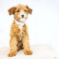 HALEY, a female Miniature Goldendoodle for sale in New Haven, IN – Photo 2 of 3