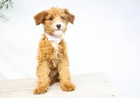 HALEY, a female Miniature Goldendoodle for sale in New Haven, IN – Photo 2 of 3