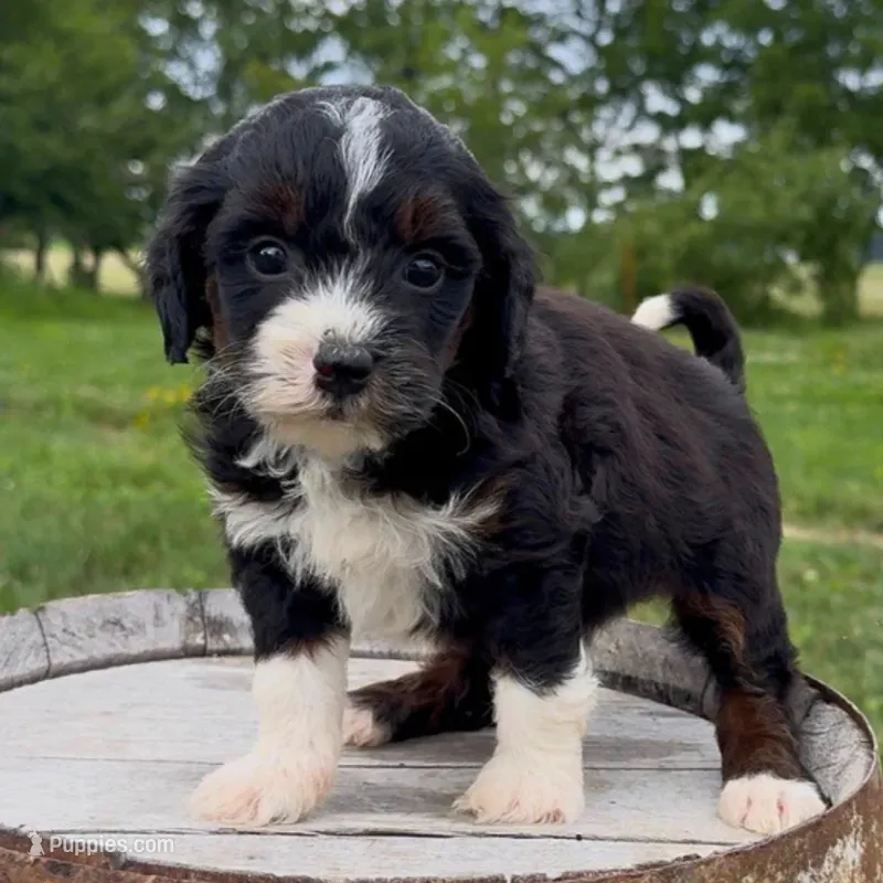 Fusilli – Miniature Bernedoodle puppy for sale in New Haven, IN
