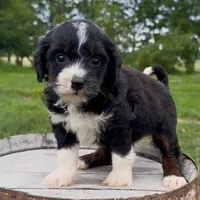Fusilli, a female Miniature Bernedoodle for sale in New Haven, IN – 1 of 1