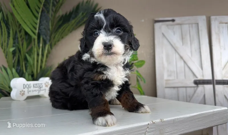 Celina, a female Miniature Bernedoodle for sale in New Haven, IN – Photo 1 of 2