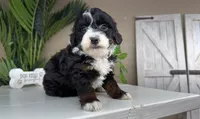 Celina, a female Miniature Bernedoodle for sale in New Haven, IN – Photo 1 of 2