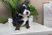 Celina, a female Miniature Bernedoodle for sale in New Haven, IN – Photo 2 of 2