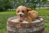 Brooke, a female Miniature Goldendoodle for sale in New Haven, IN – 3 of 6