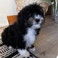 HAN, a male Miniature Bernedoodle for sale in New Haven, IN – Photo 2 of 3
