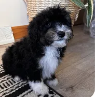 HAN, a male Miniature Bernedoodle for sale in New Haven, IN – Photo 2 of 3