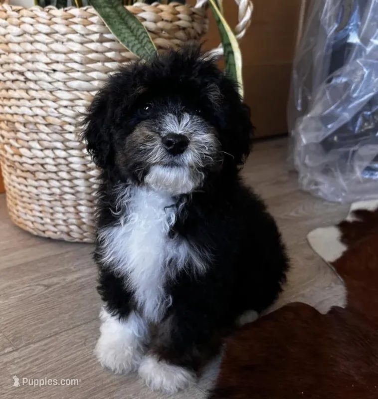 HAN, a male Miniature Bernedoodle for sale in New Haven, IN – Photo 1 of 3