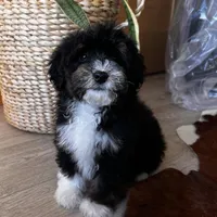 HAN, a male Miniature Bernedoodle for sale in New Haven, IN – Photo 1 of 3