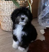 HAN, a male Miniature Bernedoodle for sale in New Haven, IN – Photo 1 of 3