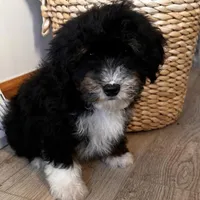 HAN, a male Miniature Bernedoodle for sale in New Haven, IN – Photo 3 of 3