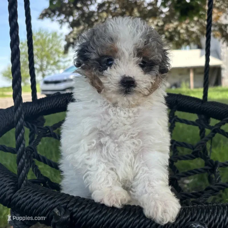 Brie – Miniature Bernedoodle puppy for sale in New Haven, IN
