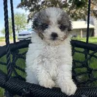 Brie, a female Miniature Bernedoodle for sale in New Haven, IN – 1 of 1