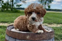 Daniel, a male Miniature Goldendoodle for sale in New Haven, IN – 3 of 6