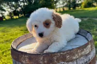 Mozzarella, a female Miniature Goldendoodle for sale in New Haven, IN – 2 of 3