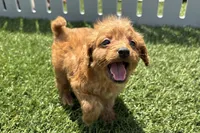 Nathan, a female Miniature Goldendoodle for sale in New Haven, IN – 2 of 3