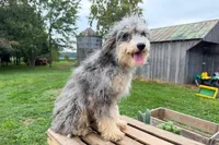 Cheddar, a male Miniature Bernedoodle for sale in New Haven, IN – 3 of 3