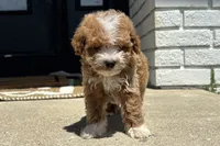 Keith, a male Miniature Goldendoodle for sale in New Haven, IN – 1 of 3